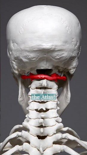 Spinal Fun Fact: The Atlas - Anatomy Insights