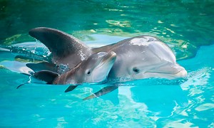 ¿Cómo nacen los delfines? Guía de la Reproducción de los delfines