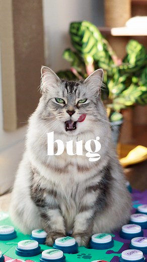 A little afternoon snack 😌 This is another example of how context is important for communication. If I had taken Ducat's presses literally without paying attention to context, I would've interpreted this very differently. I like that this moment shows three different kinds of interaction with her board: a navigational touch, an intentional press, and an accidental press. CUDDLES (navigational?): Notice how she touches this button gently, then actually presses the button she was looking for? I'v