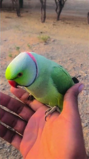 Talking Parrot Copying Human Voice