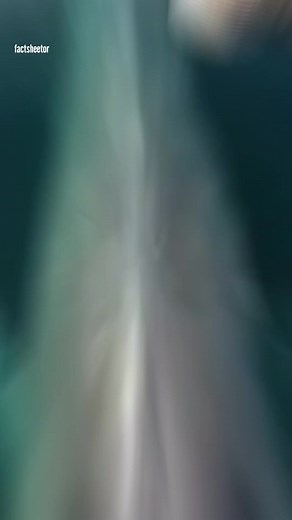 203K views · 2.4K reactions | Whale Tracking Device | FactSheetor | Facebook