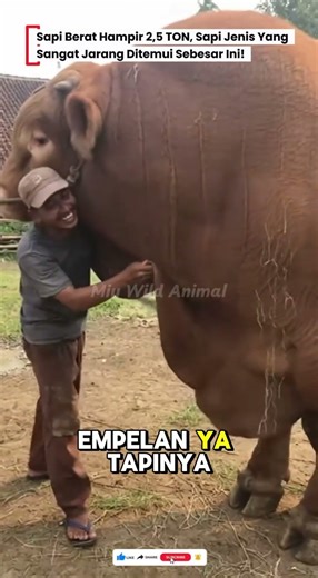2,5 TON BERAT SAPI JUMBO LANGKAH INI! OWNERNYA SENYUM BAHAGIA #sapi #cow #sapijumbo #animals