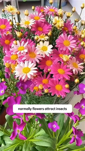 Pest Killer Pyrethrum Daisy Seeds | Dodo Garden