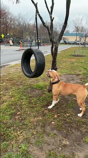 Smooch #americanbulldog