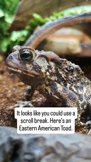 Eastern American Toads have rough, bumpy skin. Their legs are usually shorter than other frogs and they hop along the forest floor. When male toads call, it sounds like a long, low, musical trill. 🎶 Toads, and other amphibians, make a great break when scrolling. They're even better in person 😉. The Museum is open daily, 9:30am-4:30pm. #MNH #Toad #Amphibian #Amphibians #Toads #Scroll #ScrollBreak #Break #Nature #NaturalHistory #NaturalHistoryMuseum #NovaScotia #Halifax #TakeABreak #Wednesday #W