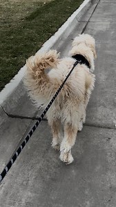 8.5K views · 130 reactions | Help start your pet's year off with healthy habits with IAMS™ Advanced Health dog food. Dig into our wide range of products with hearty nutrition made for: ✅ Healthy Digestion ✅ Immune Health ✅ Mobility Support ✅ Skin & Coat | IAMS | Facebook