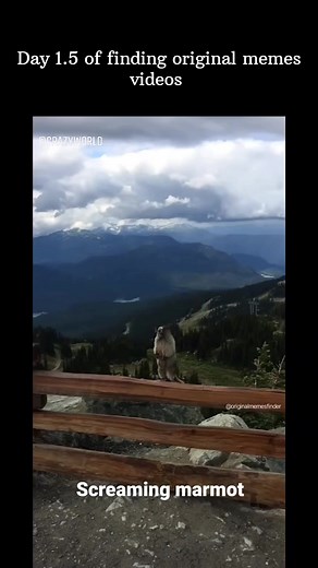Meme history - Screaming Marmot is a video clip of a mountain marmot making a loud squeak while standing on a fence. The clip has been featured in many remix videos on Youtube and Vine, many of which feature dubbed screams over various music videos in a similar vein to "goat_edition" remixes. Origin - On July 14th, 2015, Instagram user @lonegoatsoap uploaded a video of a marmot making a loud squeaking noise while standing upright at Blackcomb Mountain in Whistler, British Columbian. On July 25th