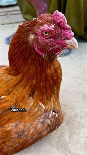 Discover the Most Dangerous Bird Faces Revealed