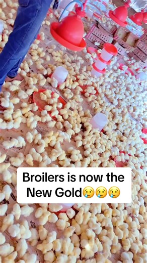 Broiler Production: Time to Cash Out in Poultry Farming