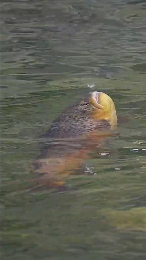 Why Trout Won’t Eat Your Fly