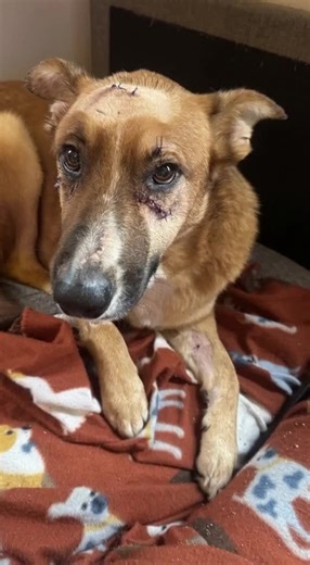 The healer hound/Mighty Pet#3 #animals #super #mightypets