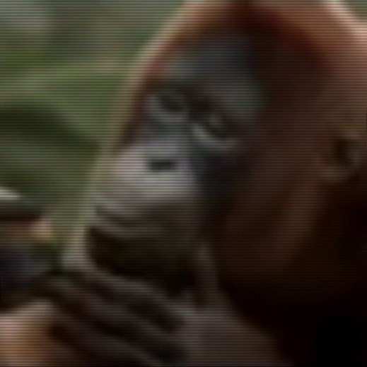 Orangutan Dance Compilation | Monkey Dancing Videos