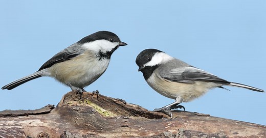 Discover the 12 Official State Animals of Massachusetts