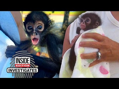 Inside Edition & CBS News Investigation Finds Spider Monkeys For Sale