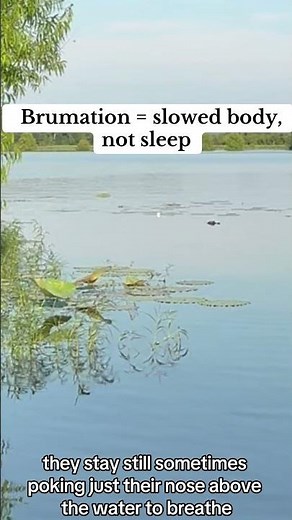 Did You Know Alligators Don’t Hibernate? 🐊 | Brumation Explained at Lake Blackshear