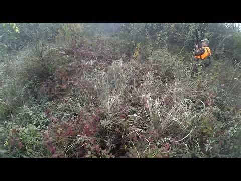 Lov na fazana 2023/24 / Pheasant Hunting #2