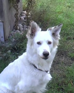 33K views · 1.2K reactions | [Anzeige] So Leute, bei manchen Hunden...