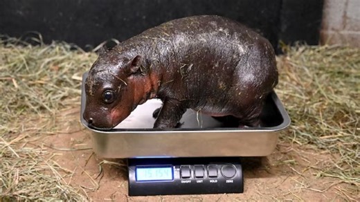 Endangered pygmy hippo born at Virginia zoo - WTOP News