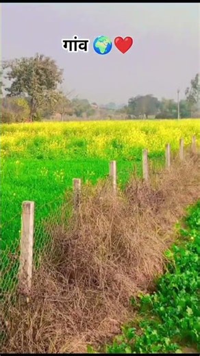 farming reels 🌍❤️ #khetibadi #farming #viralshots #farming #desifarming #agriculture