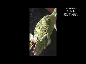 カメレオンの色の変化の瞬間