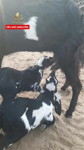 Baby Goats Drinking Milk From Mother | Cute Goat Kids Feeding | Village Animals #shorts