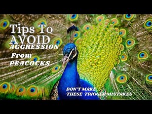 How to Avoid Triggers of Aggressive Response During Breeding Season and What Mistakes to Avoid