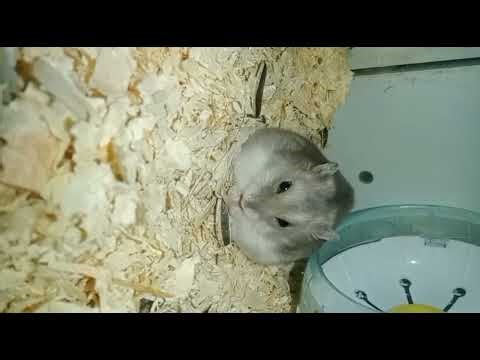 Pwede ba Ang 1 male at 2 female hamster breeding