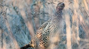 Female common pheasant Phasianus colchicus in the wild. The bird is hiding in the grass. Stock Video