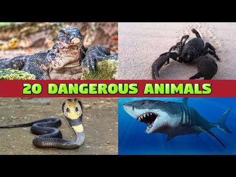 TOP 20 MOST DANGEROUS ANIMALS - NAMES AND SOUNDS FOR KIDS LEARNING