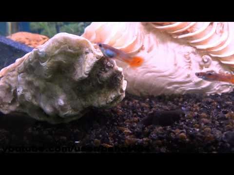 Live Oyster in Fresh Water Fish Tank