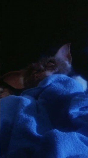 Gremlins: Stripe has his eyes on Barney the dog. In the early versions he becomes dinner #gremlins