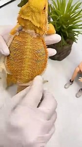 15K views · 183 reactions | Natural Shedding of Bearded Dragon | Reptile Care #ReptileWorld #PetCare #NatureFacts #AnimalLovers #ReptilePlanet | Bearded Dragon Life | Facebook