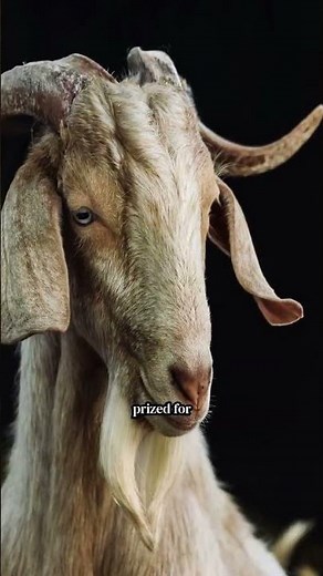 Top Goat Breeds for Meat, Milk, and Skins