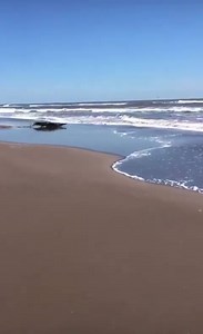 11K views · 57 reactions | Captan a un cocodrilo en playa el Colorado, en la Región de las Haciendas, Mpio. De Santiago Ixc. Del muro de Fernando Quiroz Soto | El Diario de Ixcuintla y Nayarit | Facebook