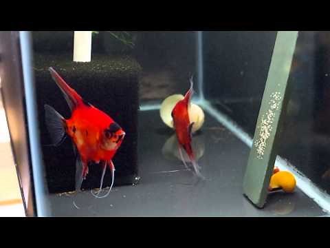 Koi Angelfish pair 2040