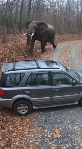 Nature’s Power: SUV vs. Charging Elephant! 🐘 #Survival #NatureIsScary #FoundFootage #Elephant