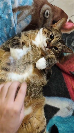 MY CAT'S POV 🐱! #humor #funny #hilarious