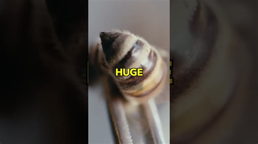 Why bees die after stinging and the biology behind it