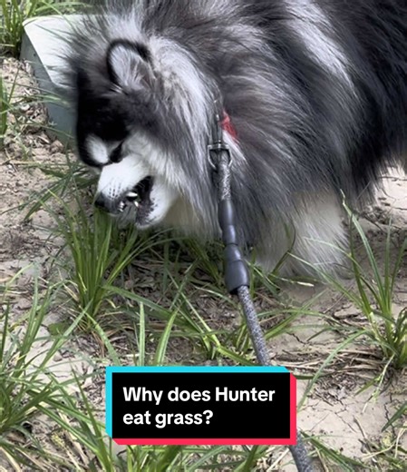 **🐾 Why Does Hunter Keep Eating Grass? 🌿** You know that moment when your dog starts munching on grass like it’s a gourmet salad? 🥗🐕 Meet **Hunter**—the expert lawn grazer! At first, his owner didn’t think much of it. *
