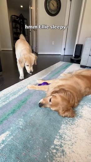 The Great Wubba Heist! @kongcompany #goldenretrieverlife #dog #puppy #smile #bffs | Ellie Golden Life