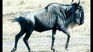 THE GNU SONG Lyrics - FLANDERS & SWANN | eLyrics.net