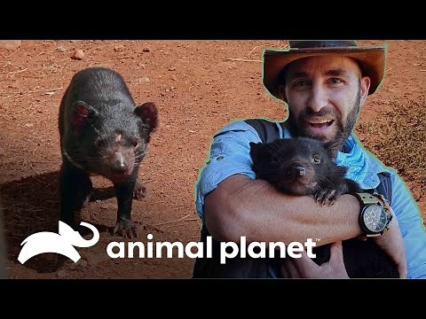 O temido diabo-da-tasmânia | Encontro Selvagem com Coyote Peterson | Animal Planet Brasil
