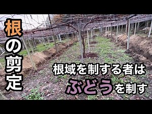 Root pruning - A must-see for those who are planting grapes for the first time or replanting/not ...