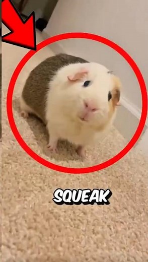 Guinea Pig Sound EXPLAINE ‼️😱