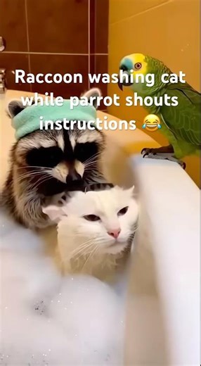 Raccoon washing cat while parrot shouts instructions 😂 #funnyanimals