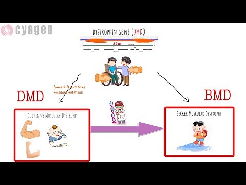 DMD: The Pathogenic Gene of Duchenne Muscular Dystrophy