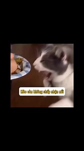 Meo Meo #134 - Mày đừng ăn c*t nữa màaaa #funnycat #cat #pet #mèocon #mèocute #mèotiktok #catsoftiktok | Ở đây có Meo meo