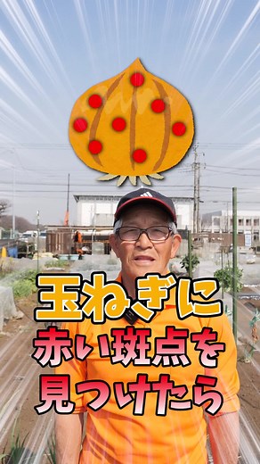 玉ねぎの病気に注意！原因はカビ菌の増殖！？ #家庭菜園 #農園 #栽培 #農家#玉ねぎ好きな人と繋がりたい #赤玉ねぎ