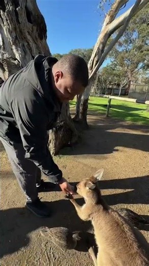 Koala-ty content from the Land Down Under 🇦🇺🐨 #rams #shorts