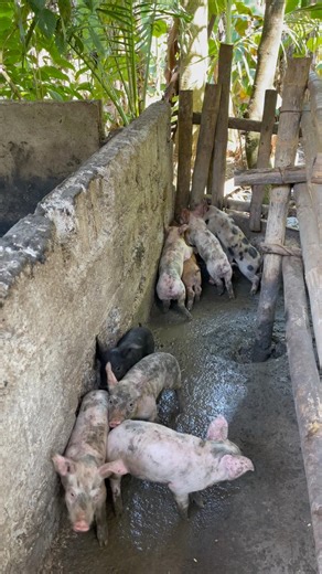 Cute piglets #farming #farmlife #pig #shorts